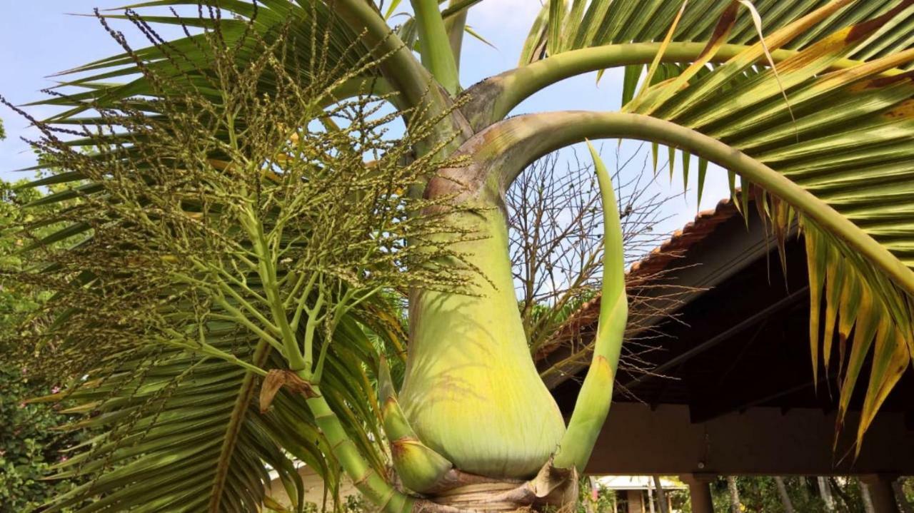 Tropical Villas Negombo Eksteriør bilde